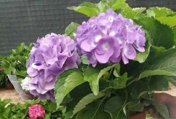 Shallow Pots vs. Deep Pots: Which is Better for Hydrangeas? (Key Points of Bonsai Planting, Growth Characteristics of Hydrangeas, Analysis of the Pros and Cons of Shallow and Deep Pots)1
