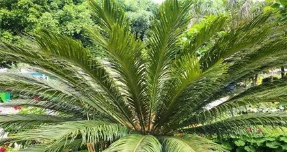 A Complete Guide to Winter Care for Cycas (How to Help Cycas Survive the Winter Healthily? / Winter is Here, How to Care for Cycas?) 3