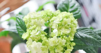 Shallow Pots vs. Deep Pots: Which is Better for Hydrangeas? (Key Points of Bonsai Planting, Growth Characteristics of Hydrangeas, Analysis of the Pros and Cons of Shallow and Deep Pots)2
