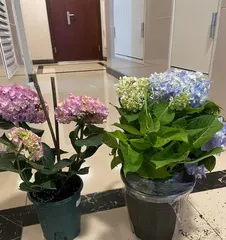 Shallow Pots vs. Deep Pots: Which is Better for Hydrangeas? (Key Points of Bonsai Planting, Growth Characteristics of Hydrangeas, Analysis of the Pros and Cons of Shallow and Deep Pots)3