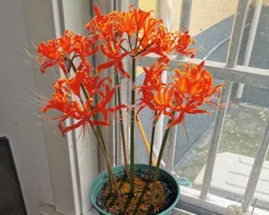 石蒜花的养护技巧（打造鲜艳美丽的石蒜花盆栽）1