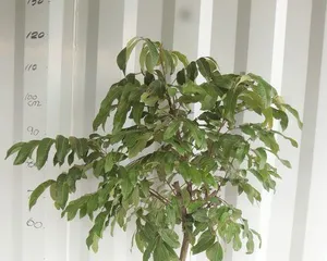 龙眼盆栽的果实成熟期和收获技巧（龙眼盆栽收获攻略与养护技巧）1