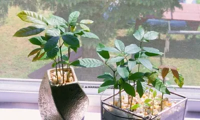 龙眼盆栽的果实成熟期和收获技巧（龙眼盆栽收获攻略与养护技巧）2