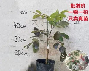 龙眼盆栽的果实成熟期和收获技巧（龙眼盆栽收获攻略与养护技巧）3