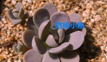 Star Prince Succulent Care Guide (From Selection to Cultivation, Help You Successfully Grow a Beautiful Star Prince) 1