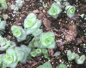 Star Prince Succulent Care Guide (From Selection to Cultivation, Help You Successfully Grow a Beautiful Star Prince) 2