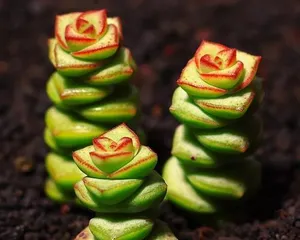 Star Prince Succulent Care Guide (From Selection to Cultivation, Help You Successfully Grow a Beautiful Star Prince) 3