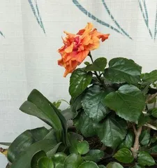 Precautions for Indoor Cultivation of Hibiscus rosa-sinensis (Understanding Its Toxicity and How to Care for It Safely) 1