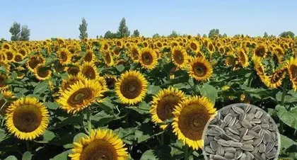 Watering Frequency and Techniques for Small Sunflowers (Caring for Small Sunflowers, These Points Need Attention!) 1