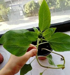 Watering Frequency and Techniques for Small Sunflowers (Caring for Small Sunflowers, These Points Need Attention!) 2
