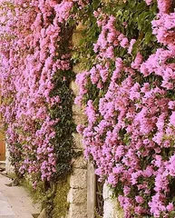 Exploring Shade-Loving Climbing Plants (Understanding the Types, Characteristics, and Care Techniques of Shade-Loving Climbing Plants) 1