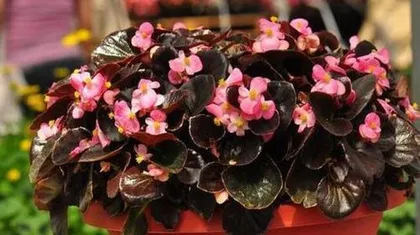 Can Begonia semperflorens be watered with beer? (Exploring the maintenance methods and survival skills of Begonia semperflorens) 2