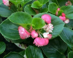 Can Begonia semperflorens be watered with beer? (Exploring the maintenance methods and survival skills of Begonia semperflorens) 3