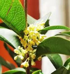 Care Tips for Four-Season Osmanthus (Creating a Thriving Four-Season Osmanthus, Starting with Care) 1