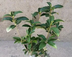 Care Tips for Four-Season Osmanthus (Creating a Thriving Four-Season Osmanthus, Starting with Care) 2