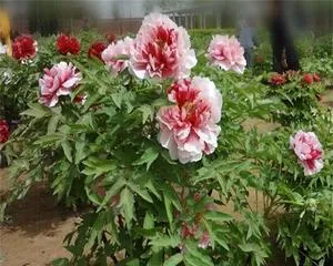 The Perfect Care for Potted Peonies (Grow High-End Flowers at Home, Learn the Care Methods for Potted Peonies!) 1