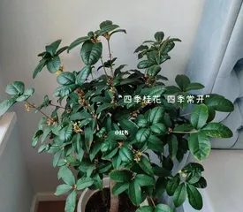 Care Tips for Four-Season Osmanthus (Creating a Thriving Four-Season Osmanthus, Starting with Care) 3
