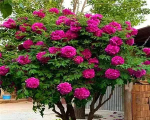 The Perfect Care for Potted Peonies (Grow High-End Flowers at Home, Learn the Care Methods for Potted Peonies!) 2