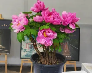 The Perfect Care for Potted Peonies (Grow High-End Flowers at Home, Learn the Care Methods for Potted Peonies!) 3