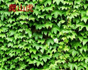 Parthenocissus Transplanting Time and Precautions (Best Transplanting Season and Techniques, Parthenocissus Care Guide) 1