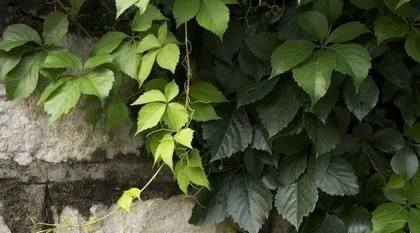 Parthenocissus Transplanting Time and Precautions (Best Transplanting Season and Techniques, Parthenocissus Care Guide) 2
