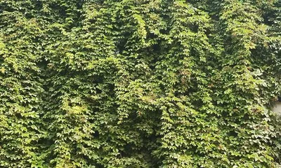 Parthenocissus Transplanting Time and Precautions (Best Transplanting Season and Techniques, Parthenocissus Care Guide) 3