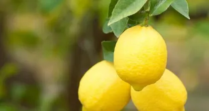 How to Cultivate Thriving Lemon Trees (Care Techniques and Precautions) 1