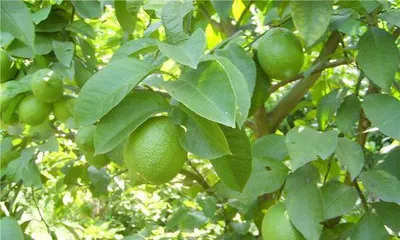 How to Cultivate Thriving Lemon Trees (Care Techniques and Precautions) 2