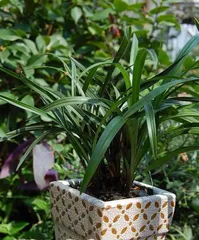 Master these techniques to make Song Mei bloom so much! (From planting to care, creating the best flowering period)1