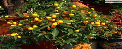 How to Cultivate Thriving Lemon Trees (Care Techniques and Precautions) 3