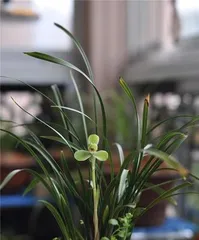 Master these techniques to make Song Mei bloom so much! (From planting to care, creating the best flowering period)2