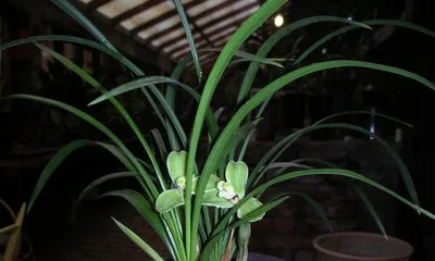 Master these techniques to make Song Mei bloom so much! (From planting to care, creating the best flowering period)3