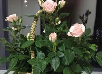 Care Methods for Potted Roses (Roses can also bloom beautifully at home)1