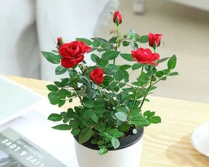 Care Methods for Potted Roses (Roses can also bloom beautifully at home)2