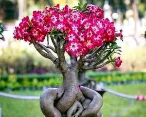 Care Methods for Potted Roses (Roses can also bloom beautifully at home)3