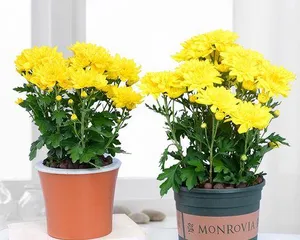 How to Successfully Grow Potted Chrysanthemums? (A Detailed Guide to Growing Potted Chrysanthemums, from Growth, Watering, Fertilizing to Management.) 1