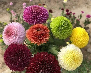 How to Successfully Grow Potted Chrysanthemums? (A Detailed Guide to Growing Potted Chrysanthemums, from Growth, Watering, Fertilizing to Management.) 2