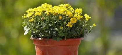How to Successfully Grow Potted Chrysanthemums? (A Detailed Guide to Growing Potted Chrysanthemums, from Growth, Watering, Fertilizing to Management.) 3