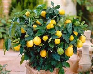 Winter Care for Potted Kumquat Trees (A Big Reveal of Kumquat Tree Care Knowledge!) 1
