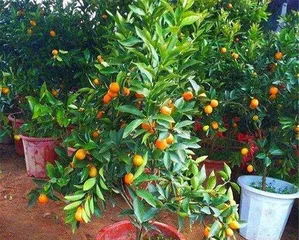 Winter Care for Potted Kumquat Trees (A Big Reveal of Kumquat Tree Care Knowledge!) 2
