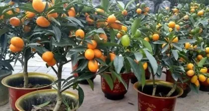 Winter Care for Potted Kumquat Trees (A Big Reveal of Kumquat Tree Care Knowledge!) 3
