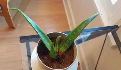 植物盆景换盆全攻略（注意事项与技巧，让你的盆栽越长越美）1