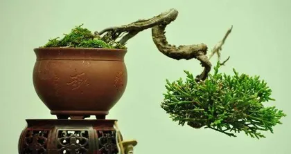 植物盆景换盆全攻略（注意事项与技巧，让你的盆栽越长越美）2