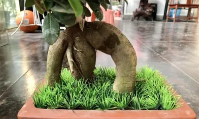 植物盆景换盆全攻略（注意事项与技巧，让你的盆栽越长越美）3