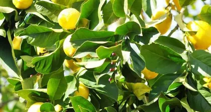 柠檬树生长环境条件及特点（了解柠檬树的喜好和养护方法，让你的柠檬树茁壮成长）2