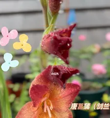 Gladiolus Flowering Cycle and Care Tips1