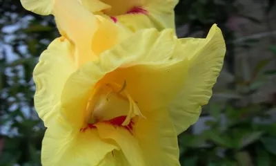Gladiolus Flowering Cycle and Care Tips2