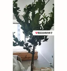 Home Care (Beautiful Lemon Tree, also a good choice for the bedroom) 2