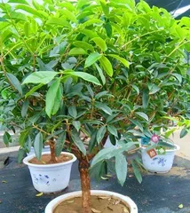 Care and Cultivation of Potted Osmanthus (How to Make Potted Osmanthus Grow Lusher?) 1