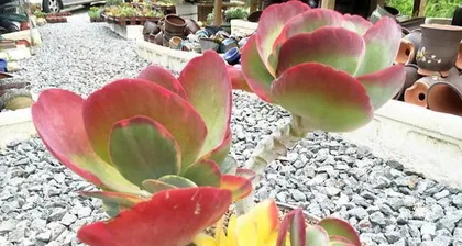 Tang Yin Lao Zhuang Care Tips (Master all the key points of Tang Yin Lao Zhuang care, from nutrition, irrigation, pruning to pest and disease control!) 1